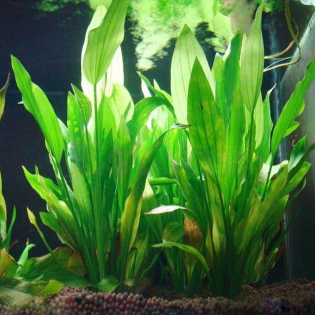 15cm artificiale acquario Deco - Dry Herb Vaping Accessories recensione e prezzo